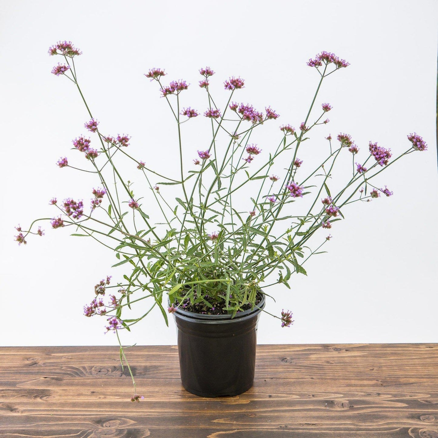 Verbena bonariensis 'Lollipop'   - Lollipop Verbena