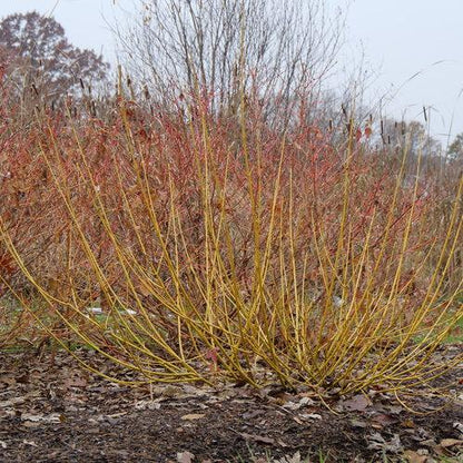 Cornus stolonifera 'SMNCSBD'  - PW® Arctic Fire® Yellow Twig Dogwood