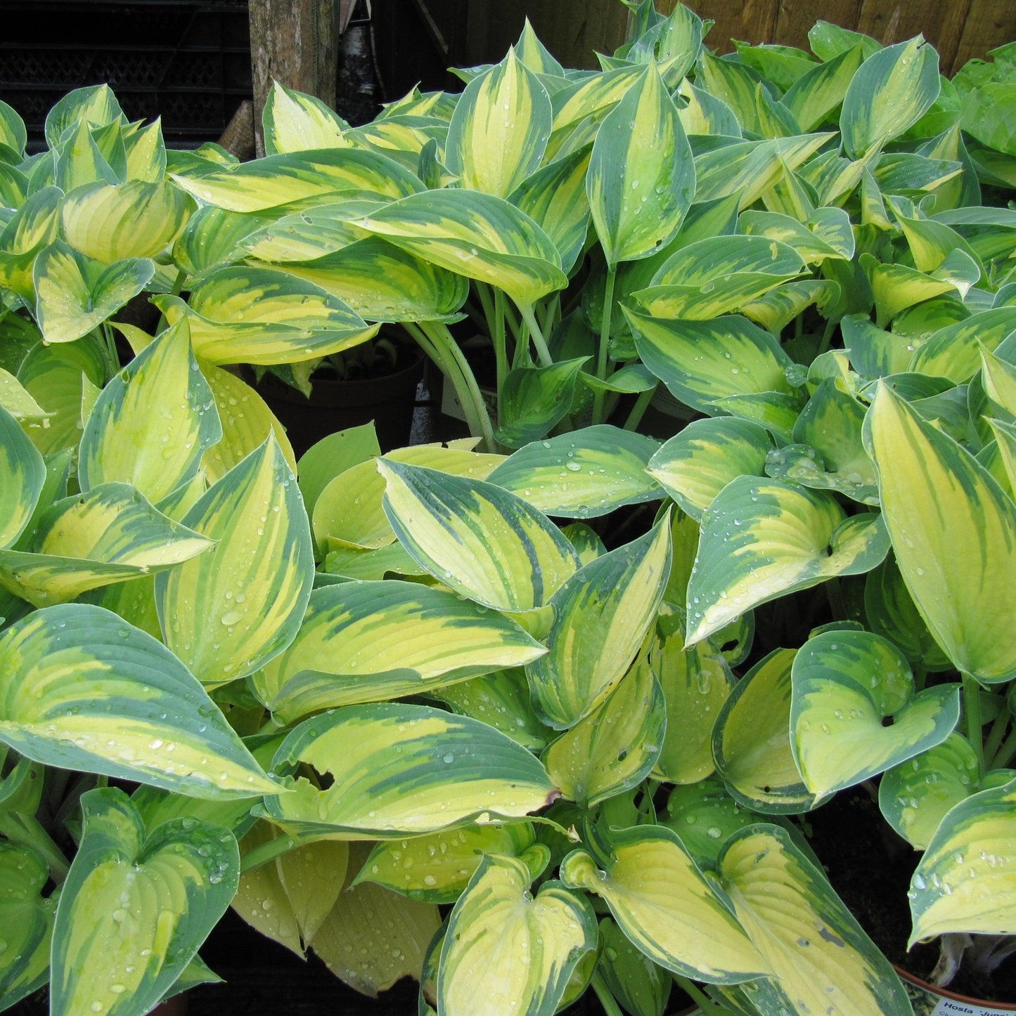 Hosta 'June'  - June Hosta