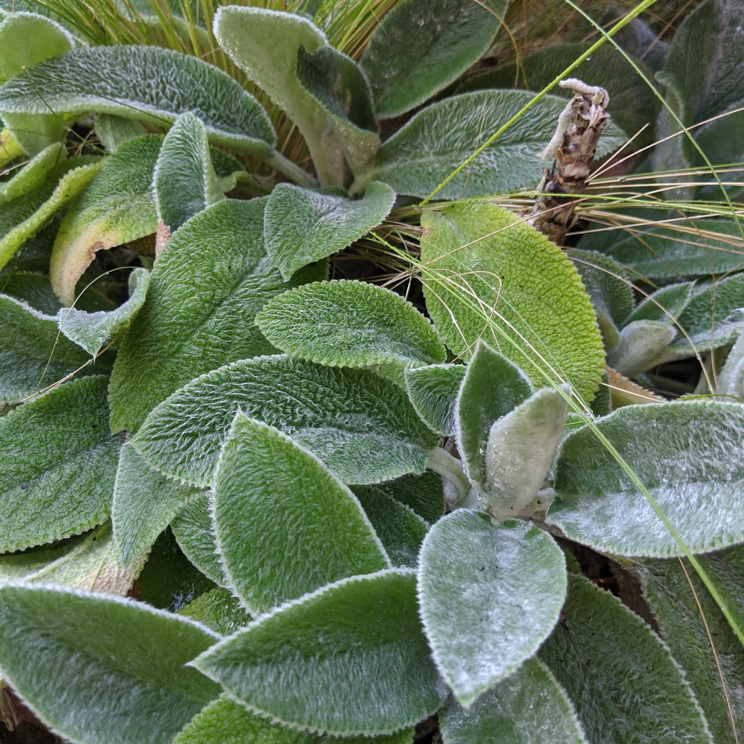 Stachys byzantina 'Helene von Stein'  - Giant Lamb's Ear