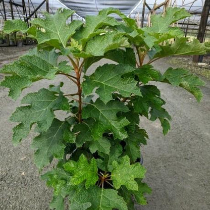 Hydrangea quercifolia 'Piihq-i'  - First Editions® Jetstream Oakleaf Hydrangea