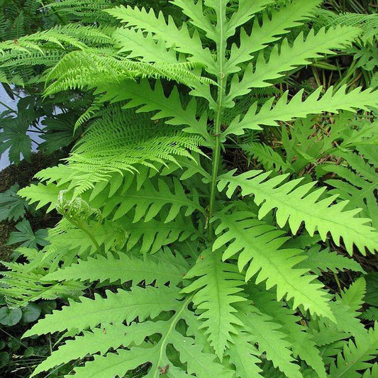 Osmunda regalis  - Royal Fern