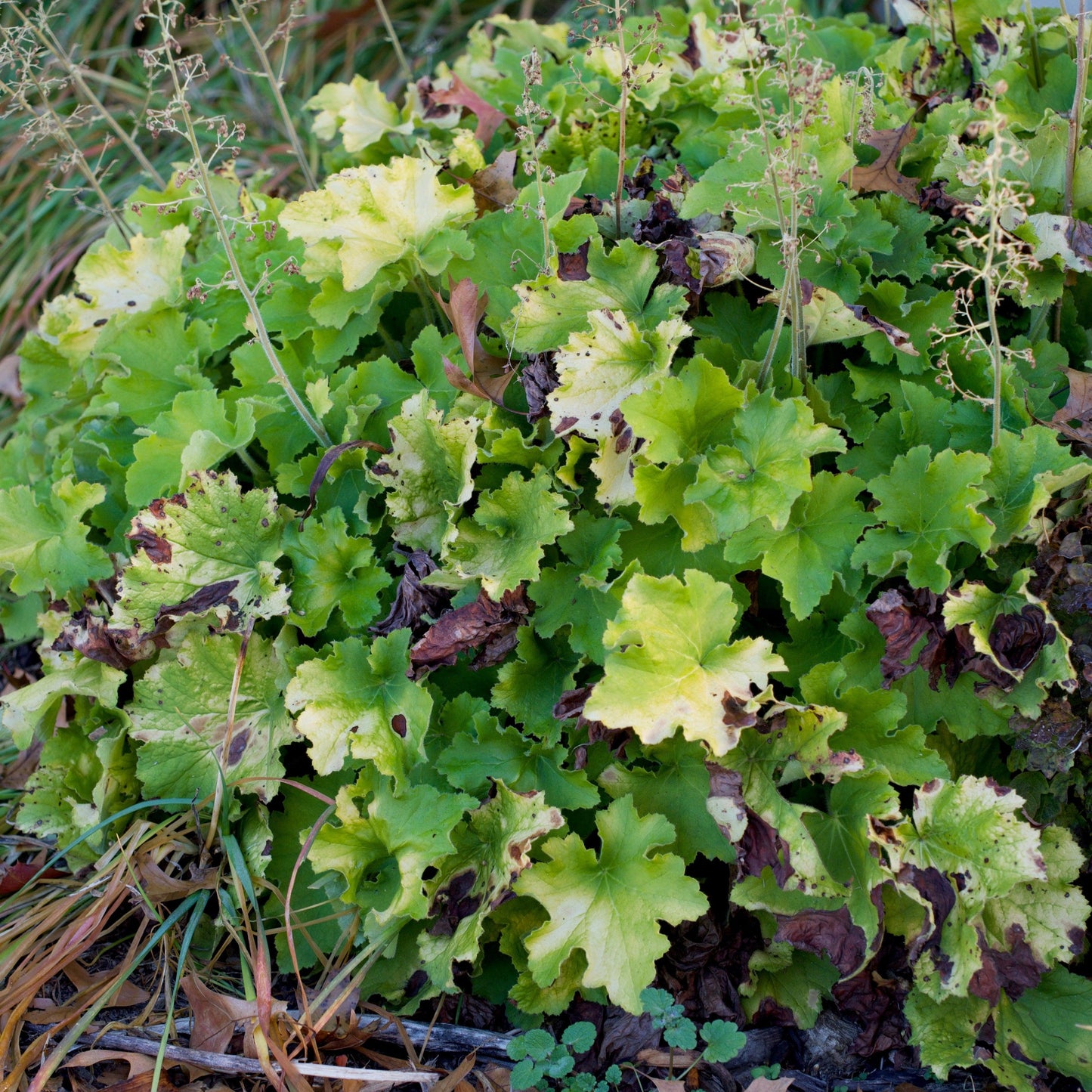 Heuchera 'Guacamole'  - Guacamole Heuchera