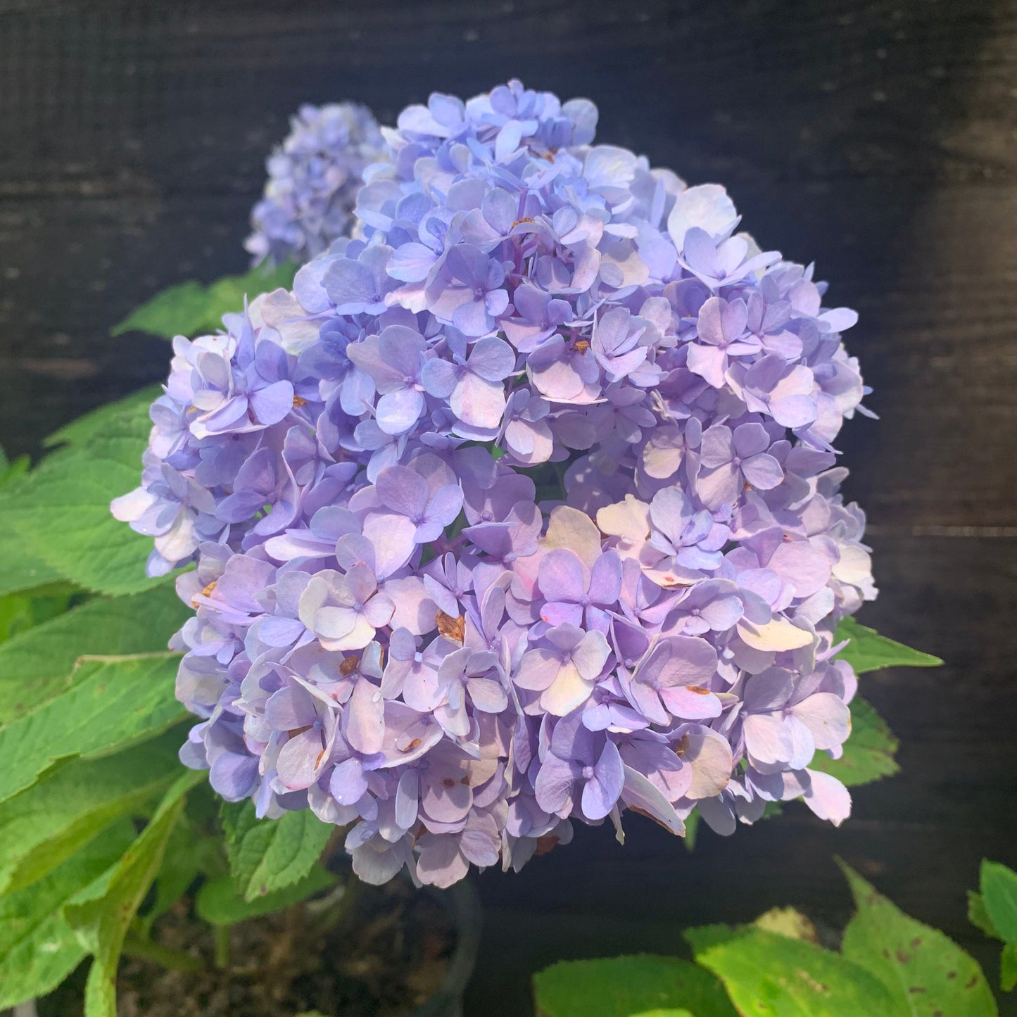 Hydrangea macrophylla 'Nikko Blue'  - Nikko Blue Hydrangea