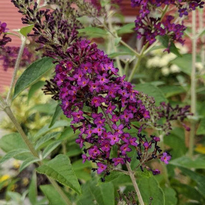 Buddleia 'Dark Dynasty' PP27,834  - MONARCH® Dark Dynasty Butterfly Bush