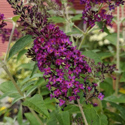 Buddleia 'Dark Dynasty' PP27,834  - MONARCH® Dark Dynasty Butterfly Bush