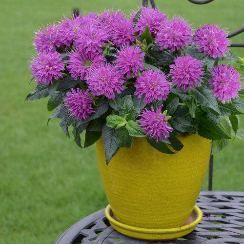Monarda didyma 'Pardon My Purple'  - Pardon My Purple Bee Balm