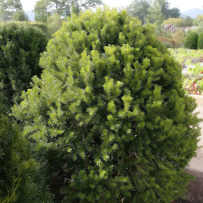 Taxus × media 'Hicksii'  - Hick's Yew