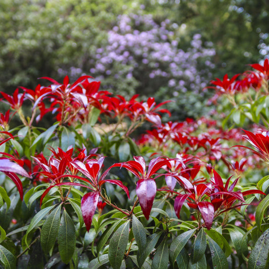 Pieris japonica 'Katsura'  - Katsura Pieris
