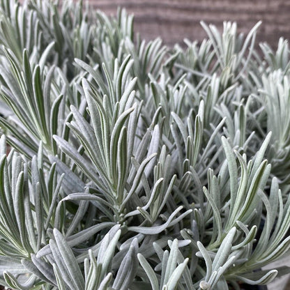 Lavandula × intermedia 'Niko' PP24,193  - Phenomenal® Lavender, Lavadin
