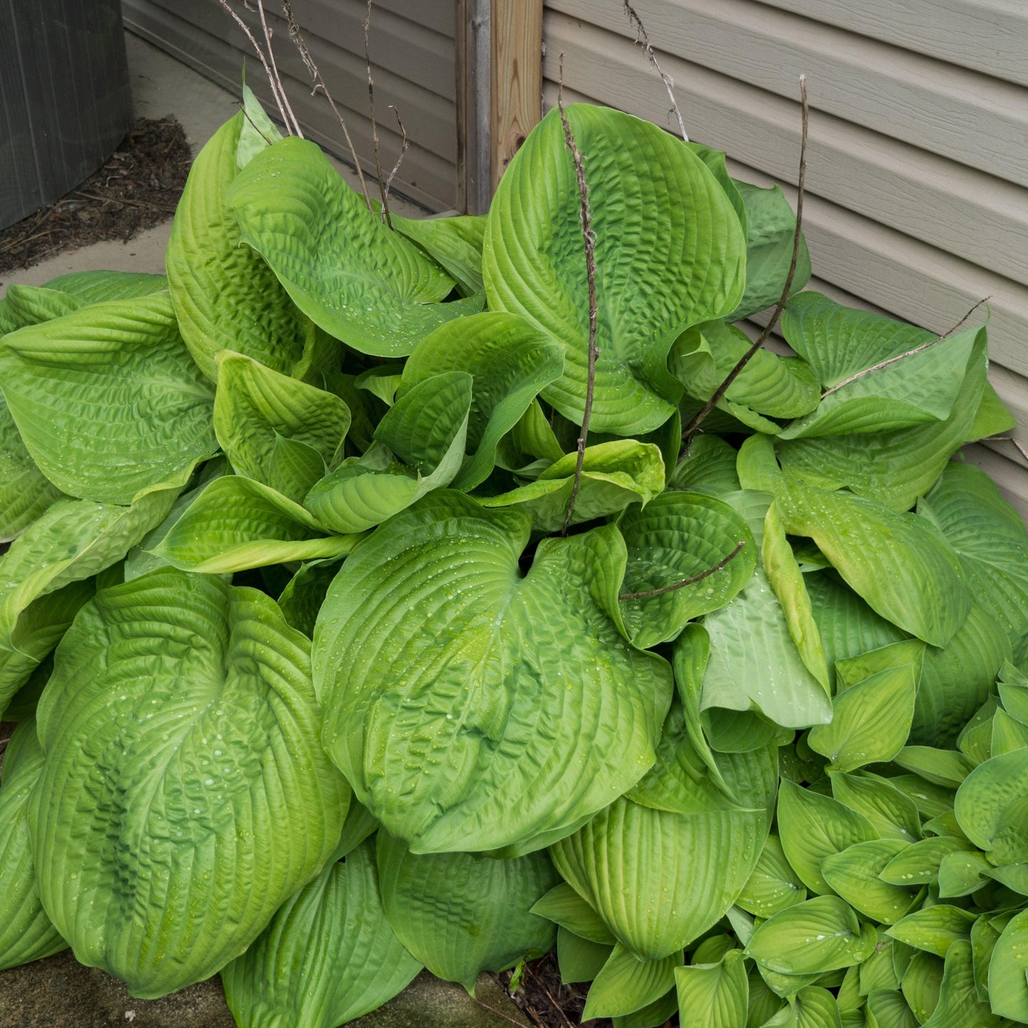 Hosta 'Sum and Substance'  - Sum and Substance Hosta