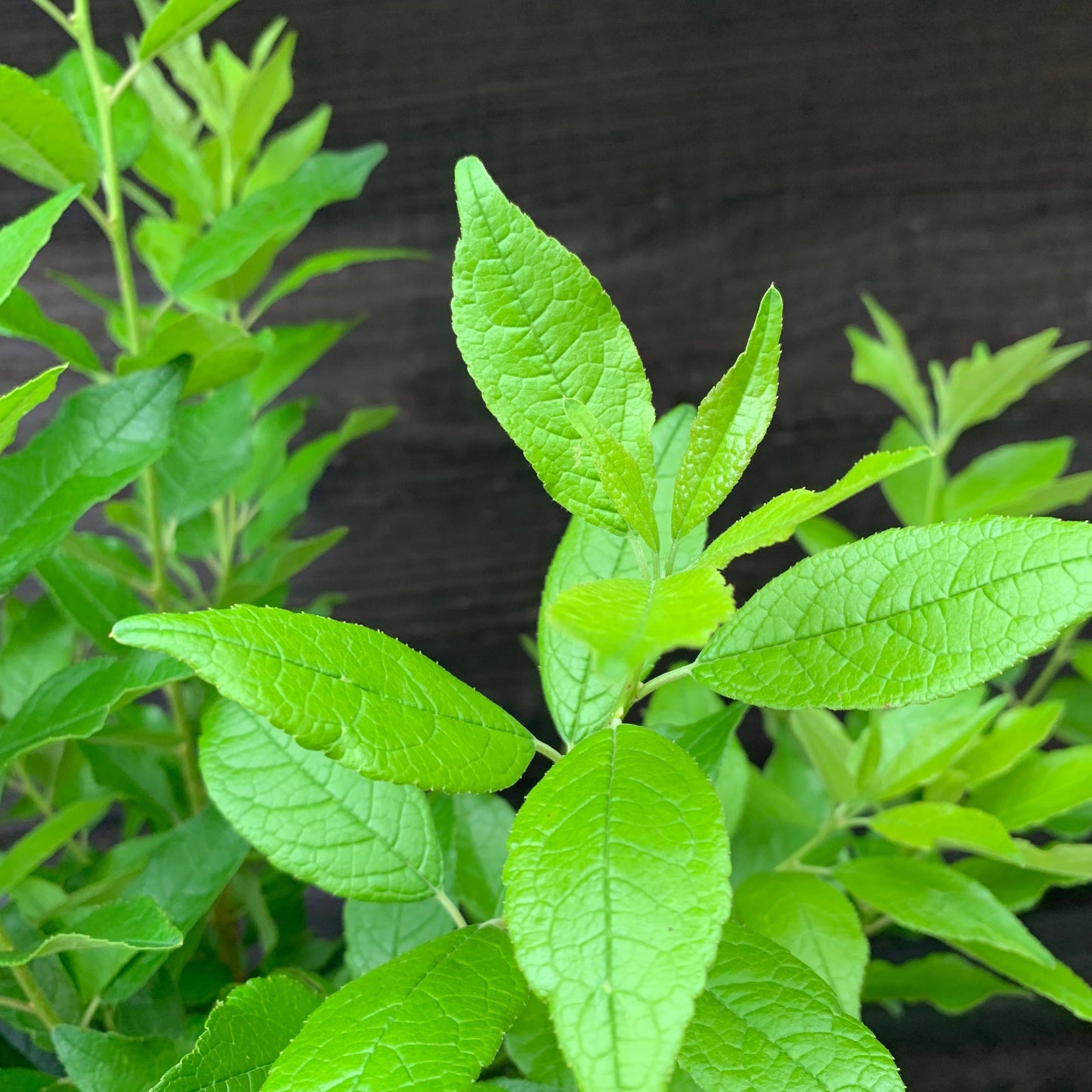 Ilex verticillata 'Winter Red'  - Winter Red Winterberry