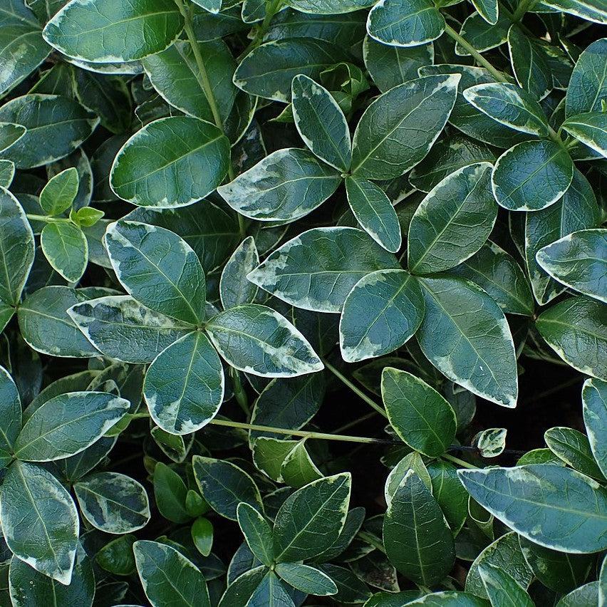 Vinca minor 'Ralph Shugert'  - Ralph Shugert Periwinkle