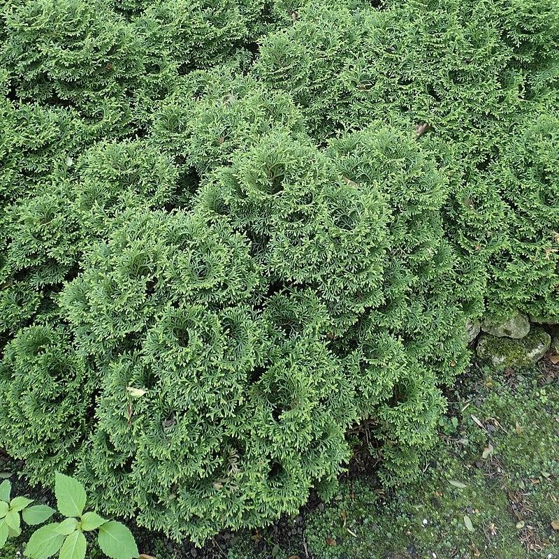 Thuja occidentalis 'Hetz Midget'  - Hetz Midget Arborvitae, Mini Arborvitae