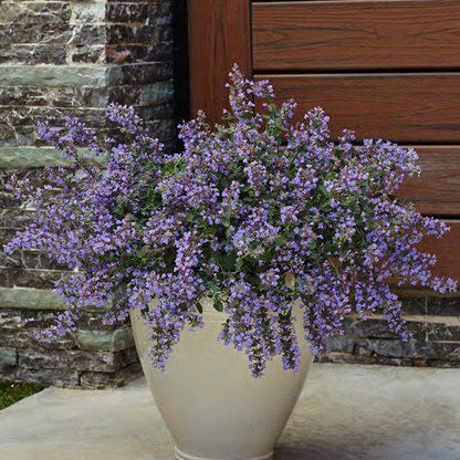 Nepeta faassenii 'Cat's Meow'  - Cat's Meow Catmint