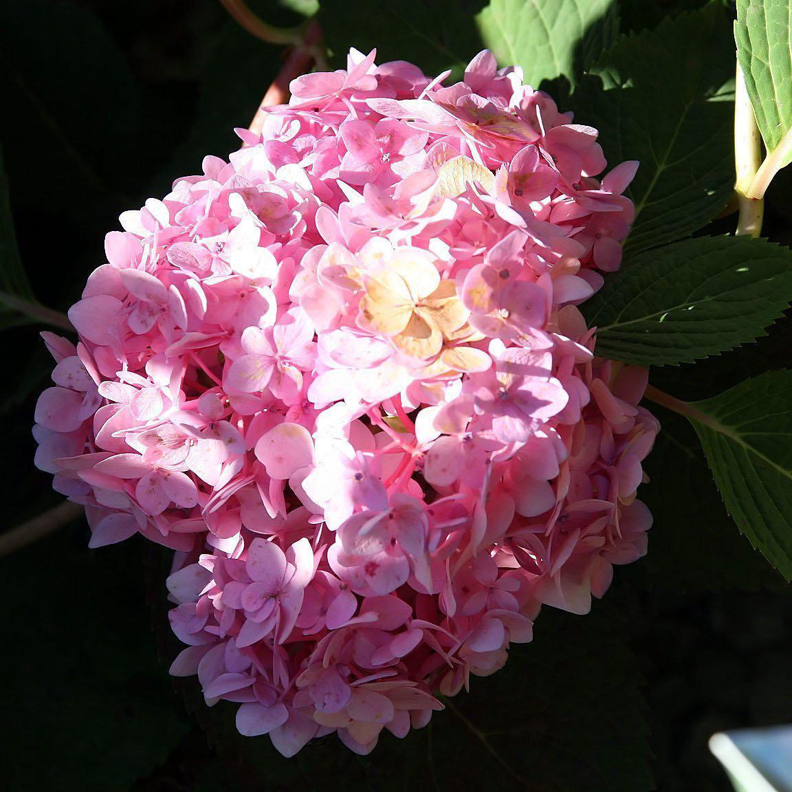 Hydrangea macrophylla 'Blushing Bride'  - Endless Summer® Blushing Bride® Hydrangea