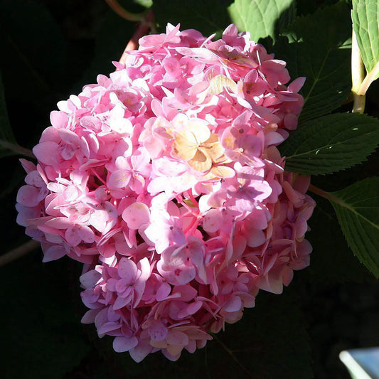 Hydrangea macrophylla 'Blushing Bride'  - Endless Summer® Blushing Bride® Hydrangea