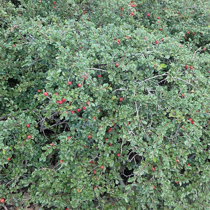 Cotoneaster apiculatus  - Cranberry Cotoneaster