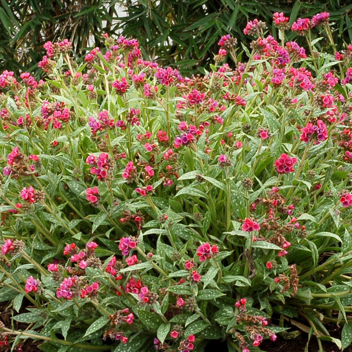 Pulmonaria 'Raspberry Splash'  - Raspberry Splash Lungwort