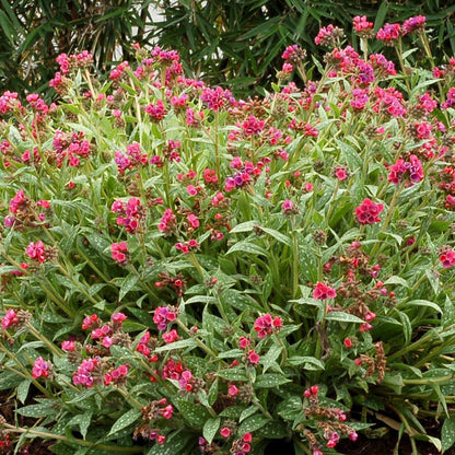 Pulmonaria 'Raspberry Splash'  - Raspberry Splash Lungwort
