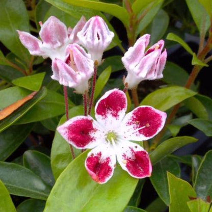 Kalmia latifolia 'Galaxy'  - Galaxy Mountain Laurel