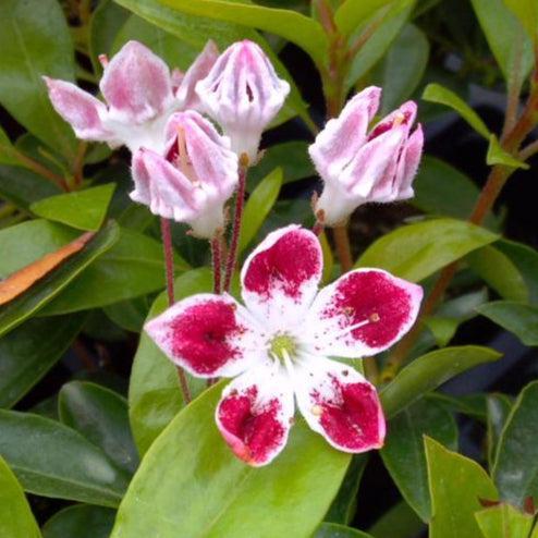 Kalmia latifolia 'Galaxy'  - Galaxy Mountain Laurel