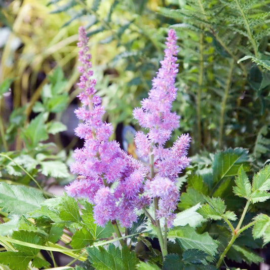 Astilbe chinensis 'Visions'  - Visions Chinese Astilbe, False Goat's Beard