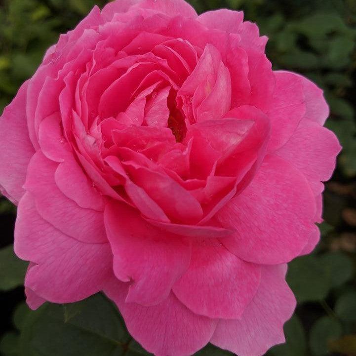 Rosa 'LIMformosa'  - True Inspiration Rose