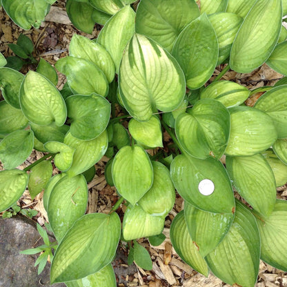 Hosta x 'Gold Standard'  - Gold Standard Hosta