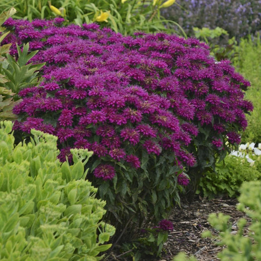 Monarda 'Grape Gumball' PP27498  - Sugar Buzz® Grape Gumball Bee Balm