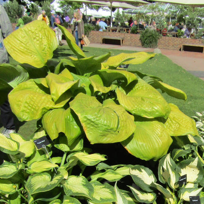 Hosta 'Sum and Substance'  - Sum and Substance Hosta