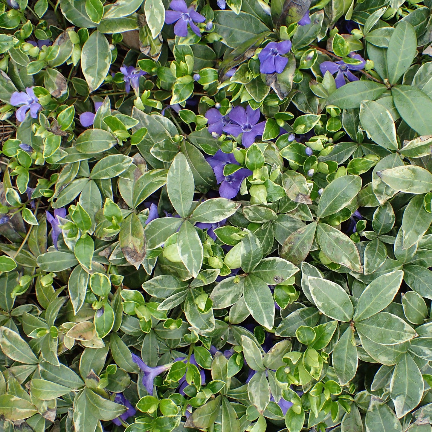 Vinca minor 'Ralph Shugert'  - Ralph Shugert Periwinkle