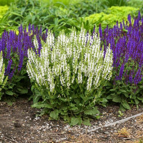 Salvia nemorosa ‘White Profusion’  - White Profusion Meadow Sage