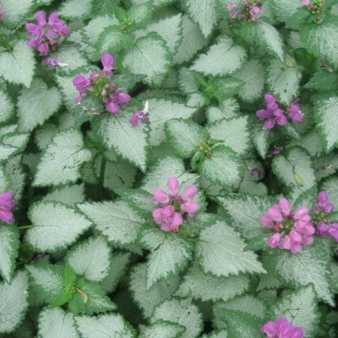 Lamium maculatum 'Orchid Frost'  - Orchid Frost Deadnettle