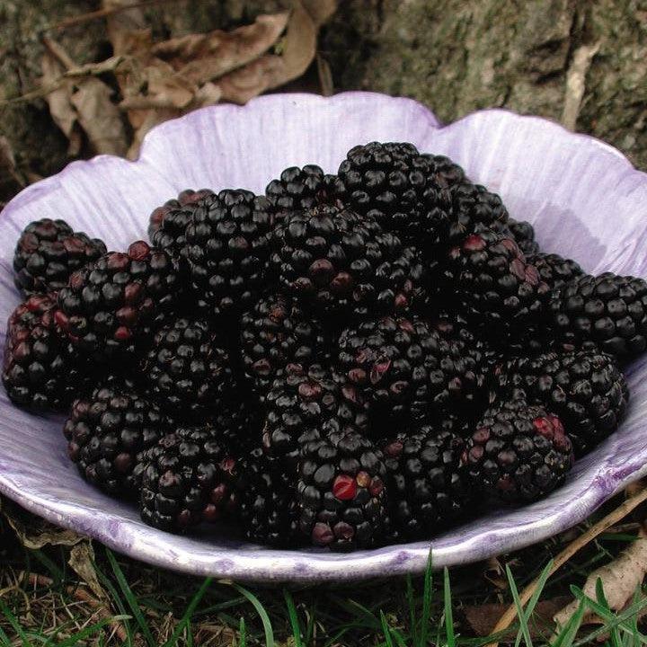 Rubus fruticosus 'Chester'  - Chester Thornless Blackberry