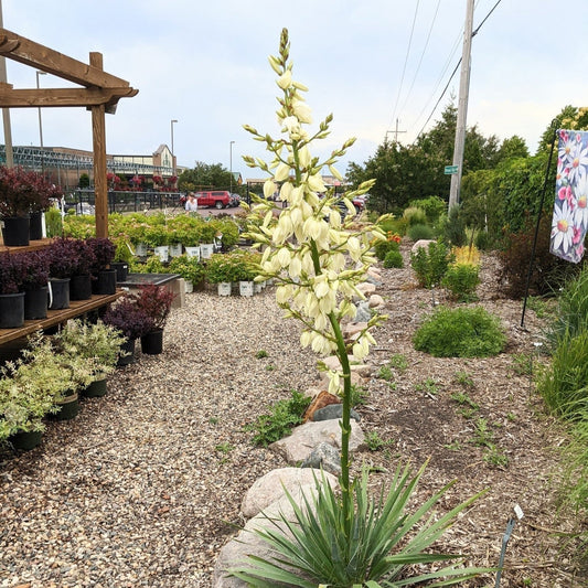 Yucca filamentosa 'Excalibur'  - Excalibur Yucca