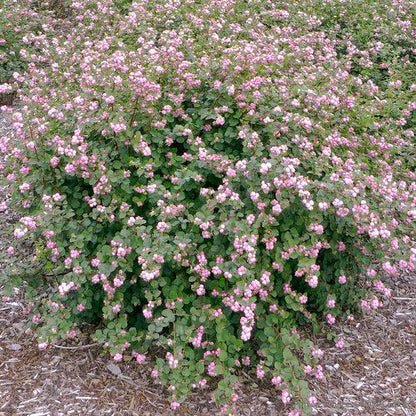 Proud Berry® Coralberry
