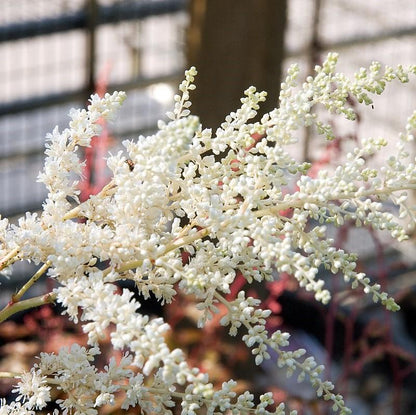 Astilbe x arendsii 'Bridal Veil'  - Bridal Veil Astilbe