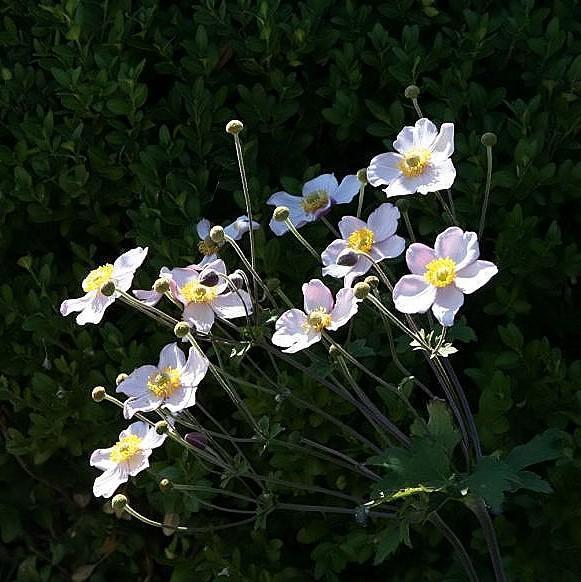Anemone hupensis 'September Charm'  - September Charm Anemone