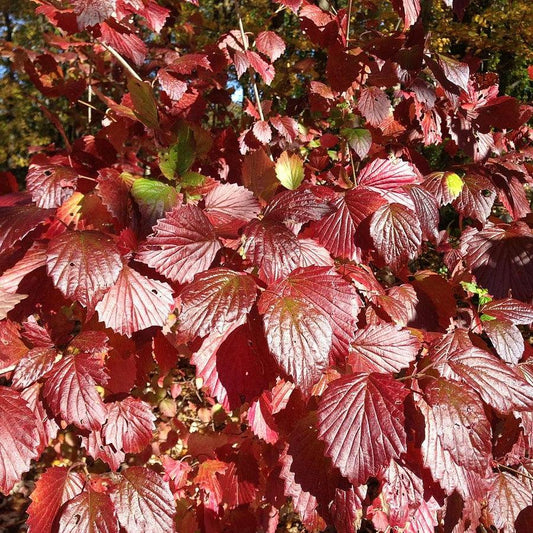 Viburnum dentatum 'Blubzam'  - Blue Blaze™ Viburnum