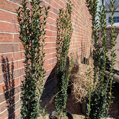 Ilex crenata 'Sky Pencil'  - Sky Pencil Japanese Holly