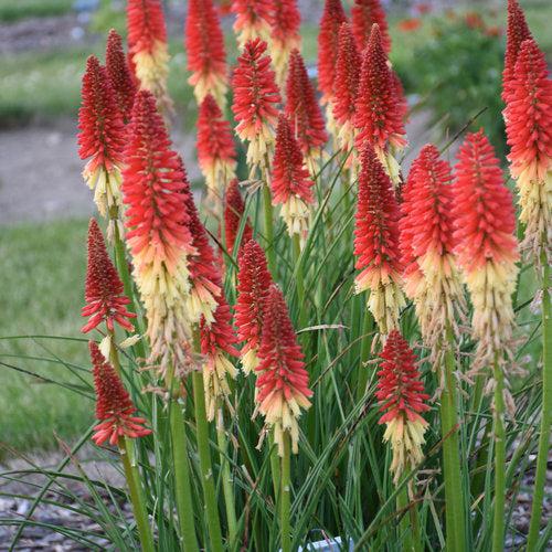 Kniphofia 'Rocket's Red Glare'  - PW® Pyromania® Rocket's Red Glare Red Hot Poker, Torch Lily