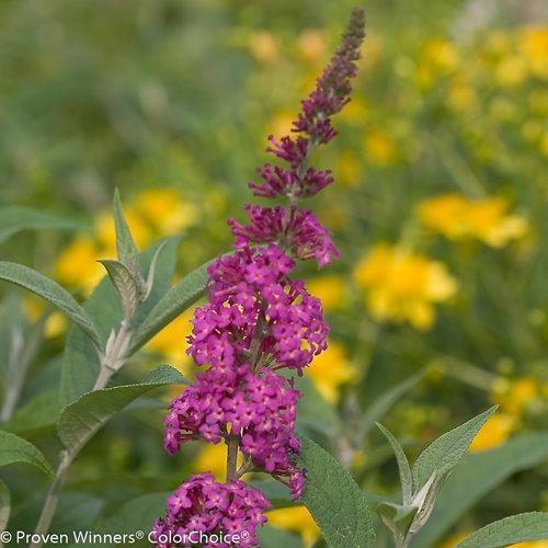 Buddleia 'Miss Ruby' PP19,950  - Miss Ruby Butterfly Bush