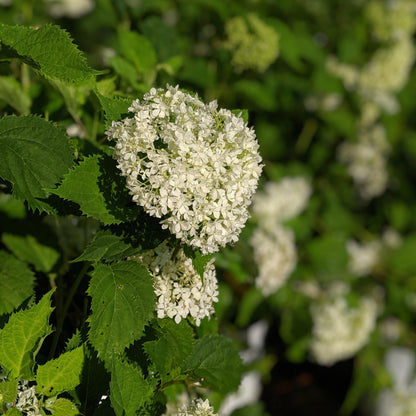 Hydrangea arborescens 'NCHA8'  - Invincibelle® Limetta Smooth Hydrangea