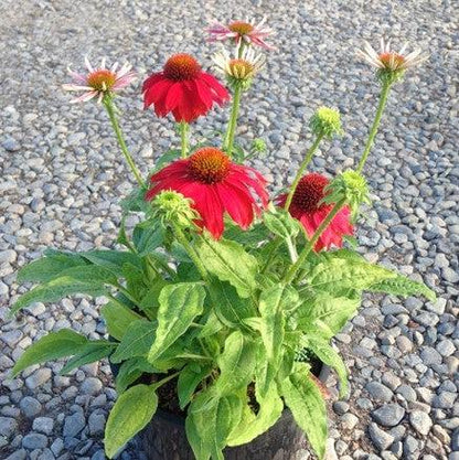 Echinacea x 'Balsomsed' PP23105  - Sombrero® Salsa Red Coneflower