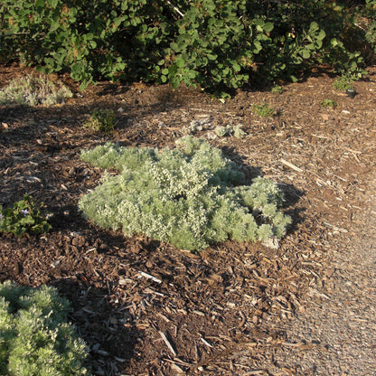 Artemisia schmidtiana 'Silver Mound'  - Silver Mound Wormwood, Ghost Plant