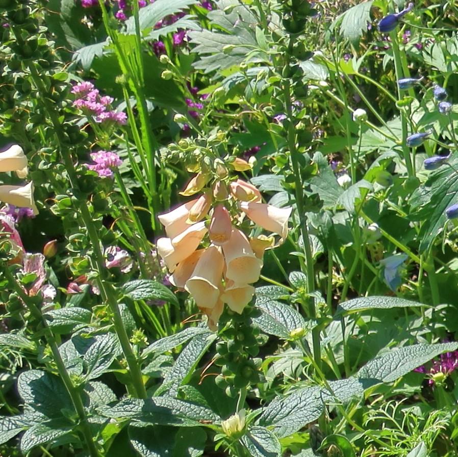 Digitalis purpurea 'Dalmatian Peach'  - Dalmatian Peach Foxglove