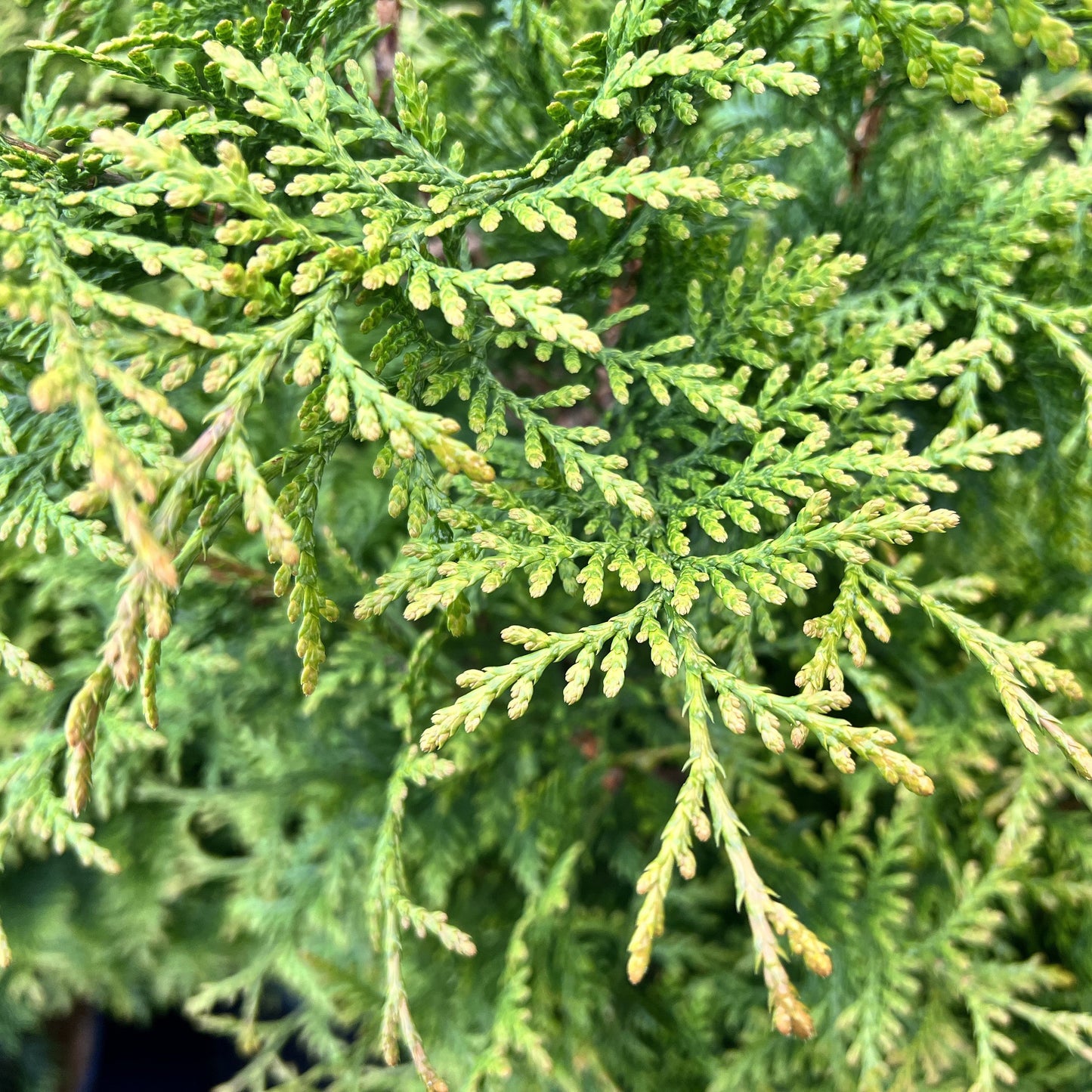 Thuja occidentalis 'Junior Giant'  - Junior Giant Arborvitae