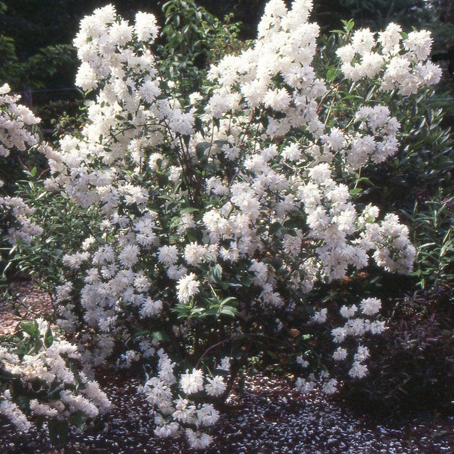 Philadelphus 'Buckleys Quill'  - Buckleys Quill Mockorange
