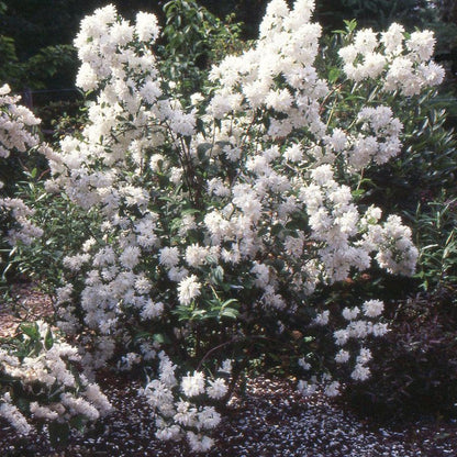 Philadelphus 'Buckleys Quill'  - Buckleys Quill Mockorange